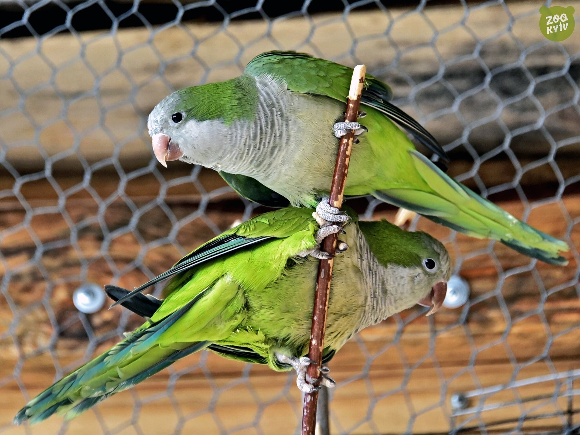 Для зеленых дебоширов созданы все условия: в зоопарке Киева в новый дом переселили попугаев-монахов. Фото и видео