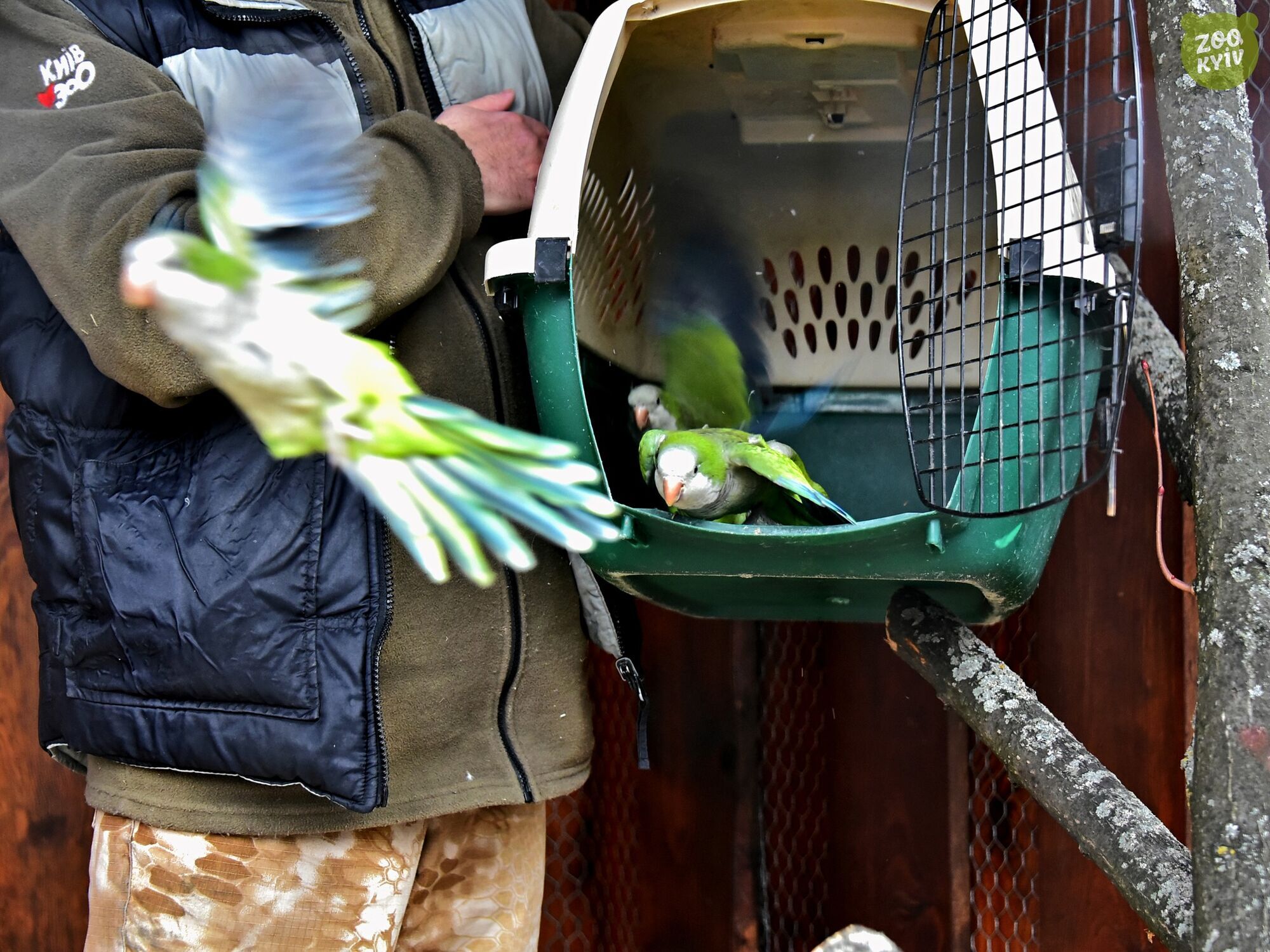 Для зеленых дебоширов созданы все условия: в зоопарке Киева в новый дом переселили попугаев-монахов. Фото и видео