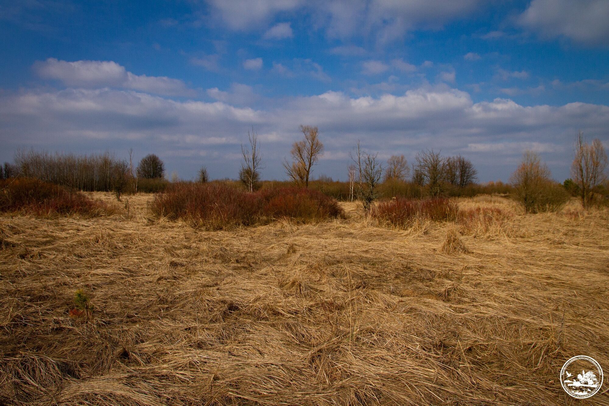 "Весна – найбільш динамічна пора": у мережі показали "прозорі" краєвиди Чорнобильської зони в березні. Фото