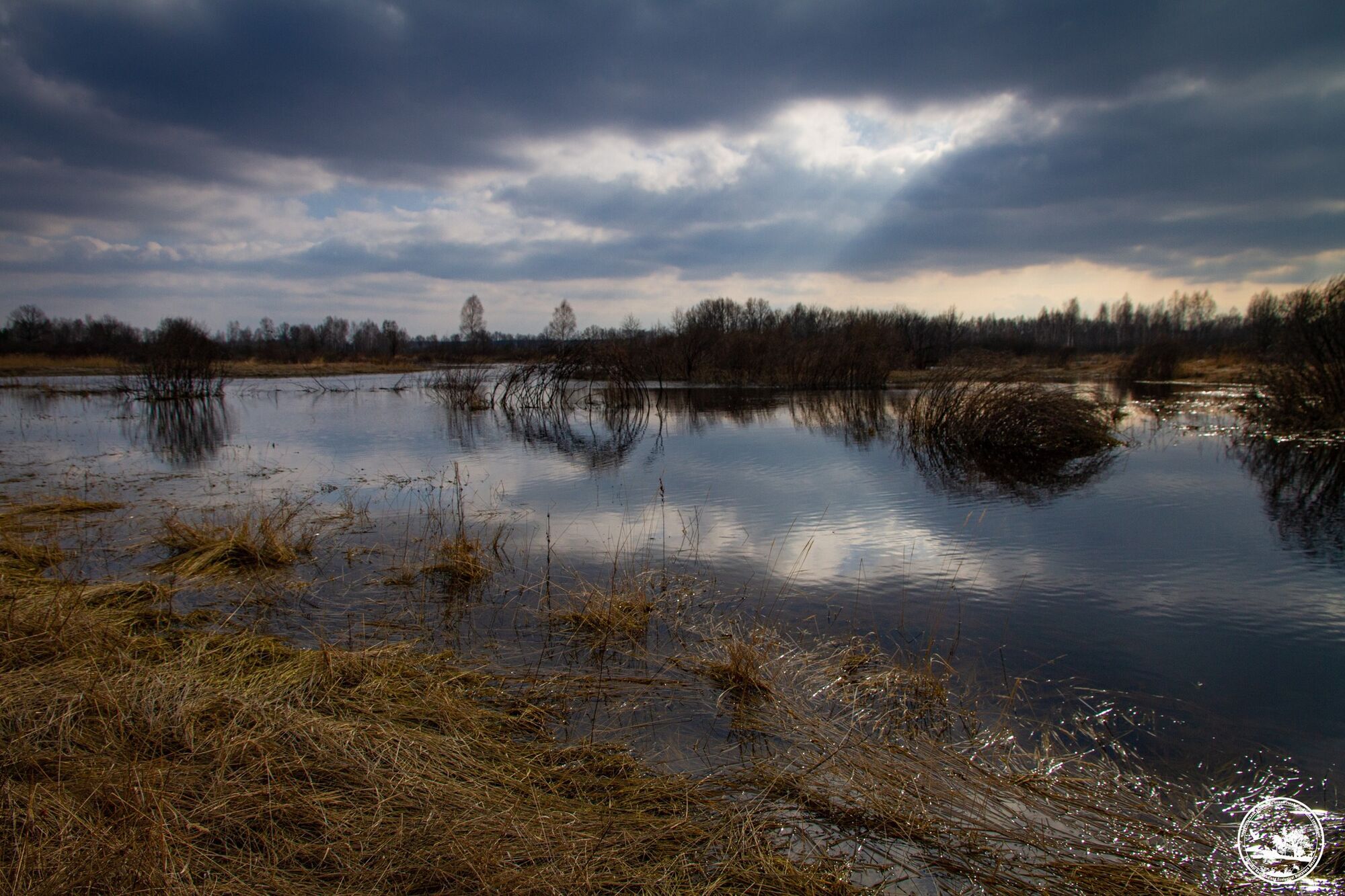 "Весна – найбільш динамічна пора": у мережі показали "прозорі" краєвиди Чорнобильської зони в березні. Фото