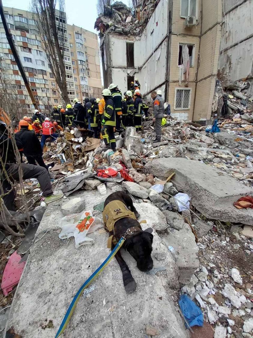 В сети показали собаку Тару, которая ищет людей под завалами после удара РФ в Одессе. Фото