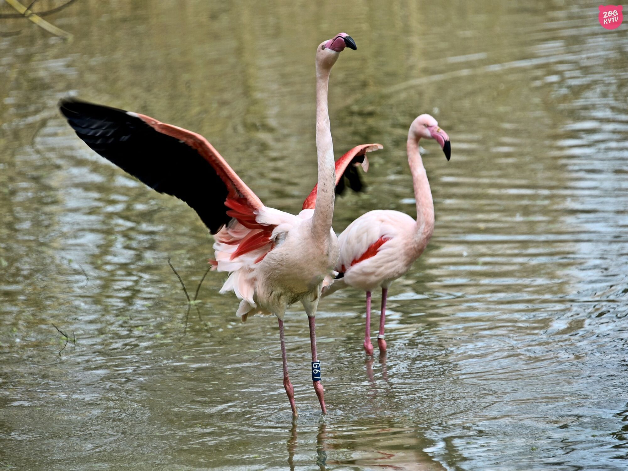 Новые зоны комфорта и пляжи: в Киевском зоопарке на свои летние озерные угодья вернулись розовые фламинго. Фото и видео