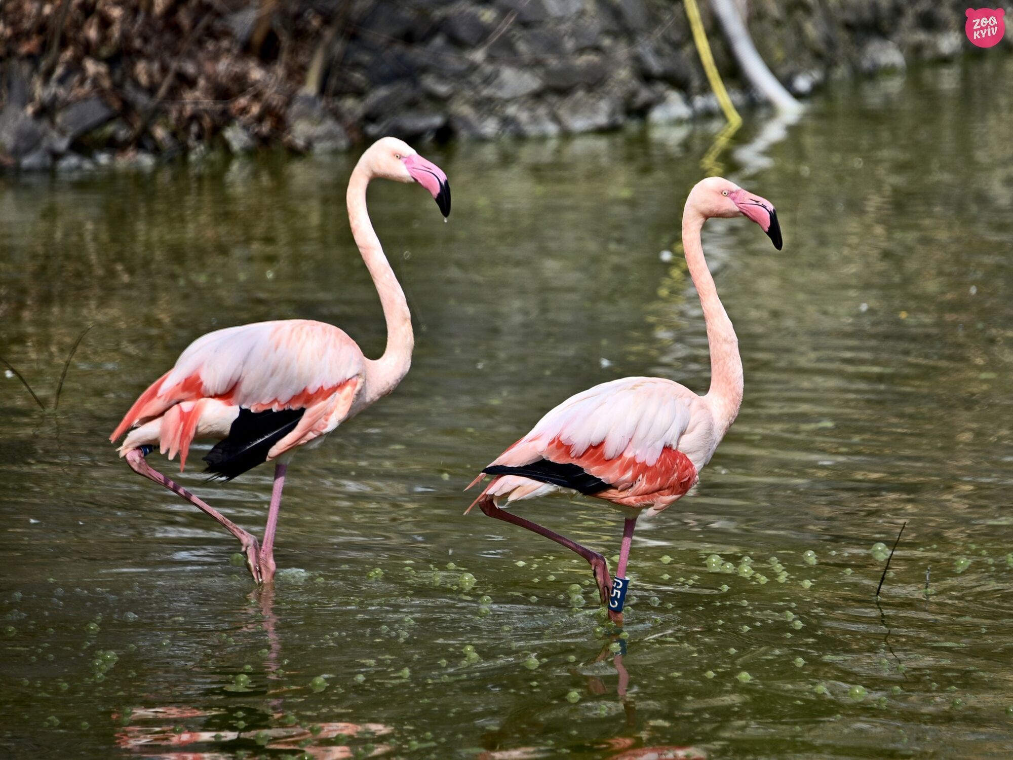 Нові зони комфорту та пляжі: у Київському зоопарку на свої літні озерні угіддя повернулись рожеві фламінго. Фото і відео