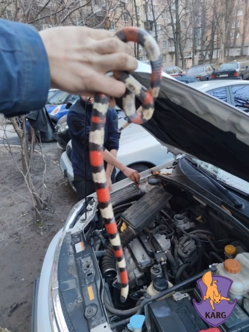 У Києві жінка знайшла під капотом свого авто змію з Центральної Мексики. Подробиці та відео