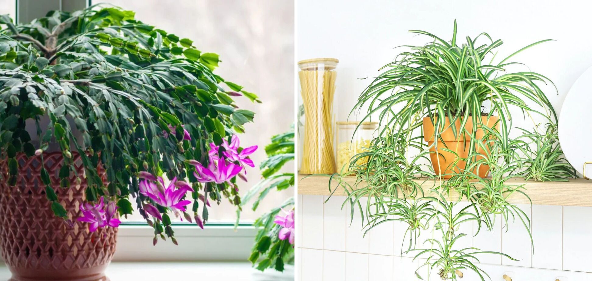 Які кімнатні рослини подобаються котам: безпечні і ароматні квіти