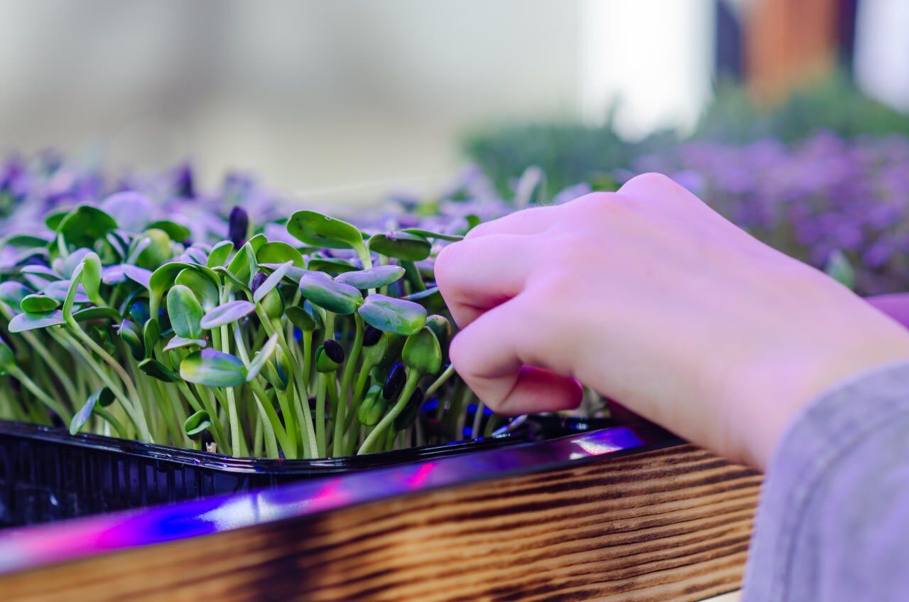 "Умный огород" от "Континентал": школьники выращивают микрозелень, учатся бизнесу и донатят на ВСУ