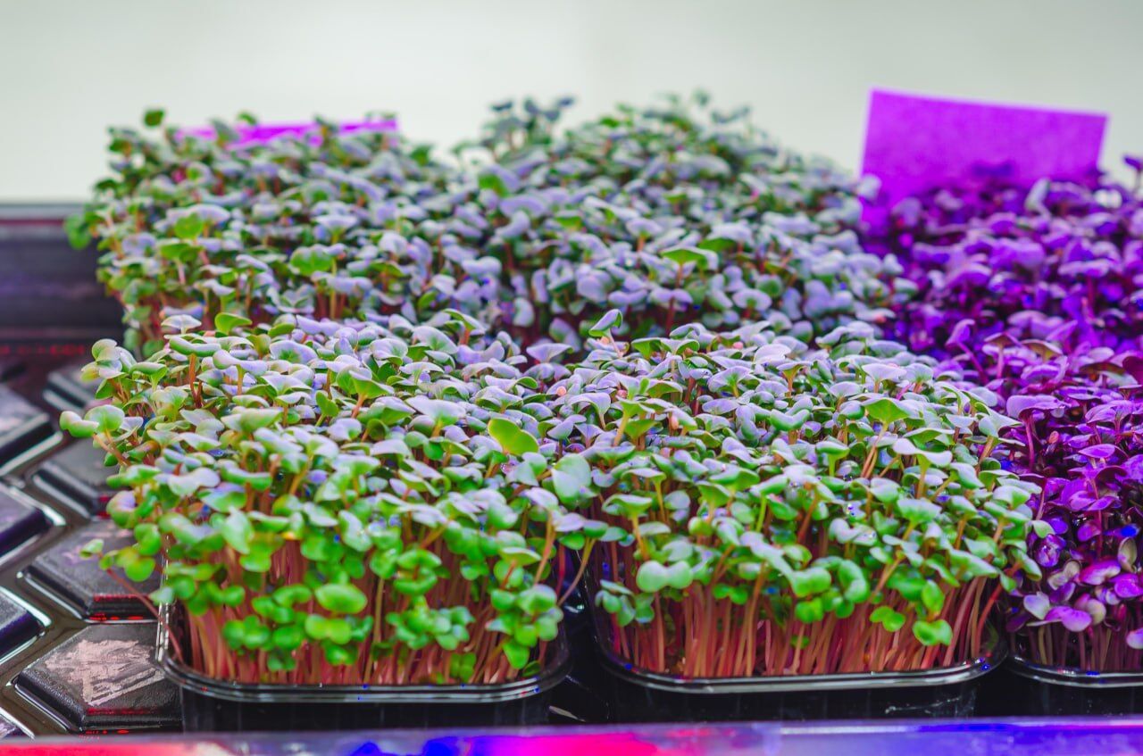 "Умный огород" от "Континентал": школьники выращивают микрозелень, учатся бизнесу и донатят на ВСУ