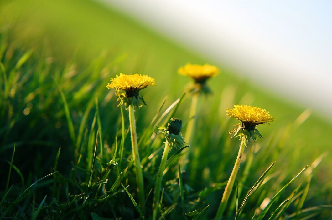 Як зробити газон густим і здоровим: трюк, про який знають одиниці