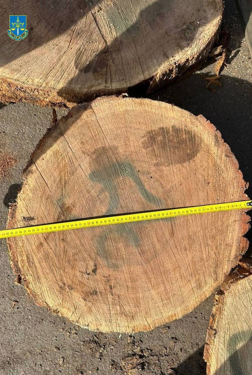 У Чорнобильській зоні порізали 185 столітніх дубів для продажу в Києві: викрили посадовців лісництва. Фото і подробиці
