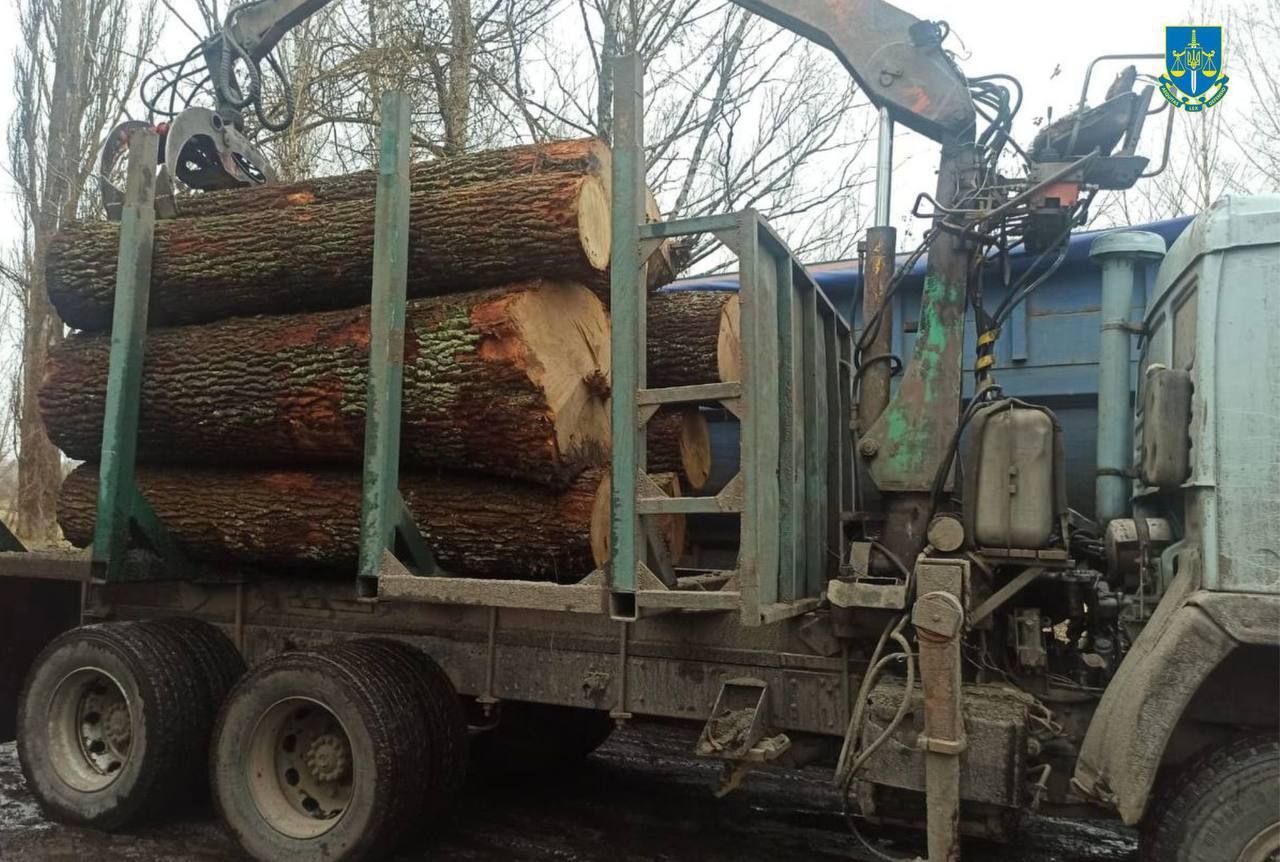 У Чорнобильській зоні порізали 185 столітніх дубів для продажу в Києві: викрили посадовців лісництва. Фото і подробиці