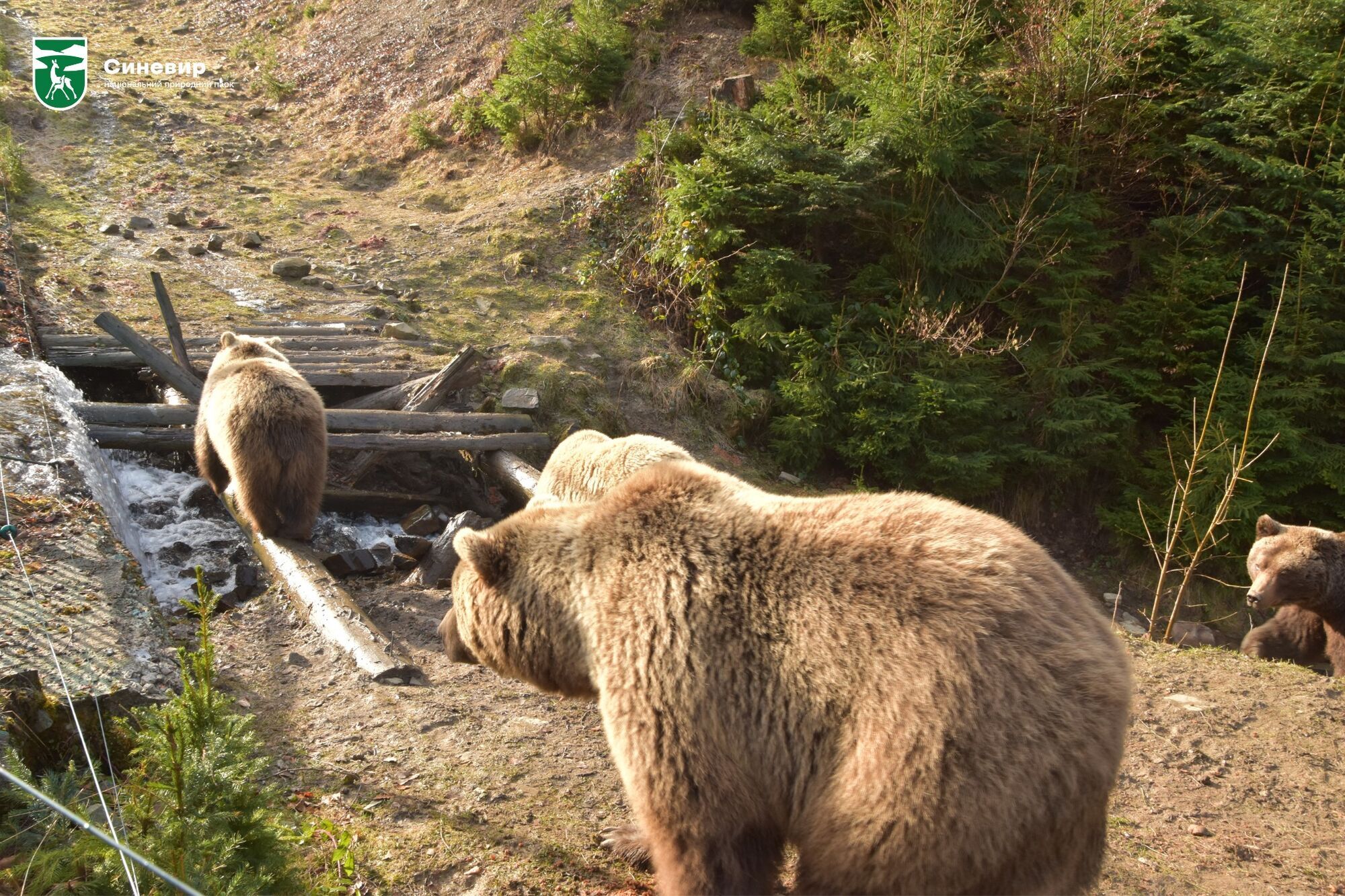 В медвежьем приюте НПП "Синевир" показали весеннее пробуждение зверей. Фото и видео