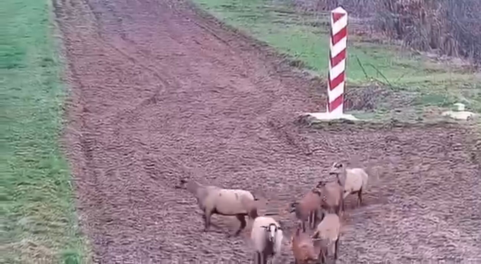 "Це були рецидивісти": польські прикордонники піднялися за тривогою через отару овець на кордоні з Україною. Відео
