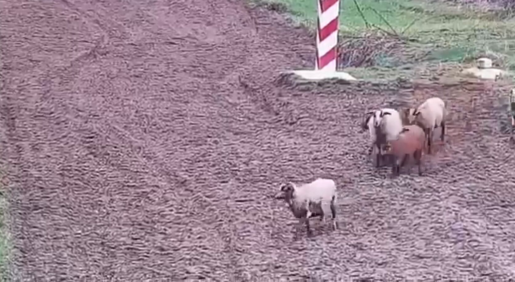 "Це були рецидивісти": польські прикордонники піднялися за тривогою через отару овець на кордоні з Україною. Відео