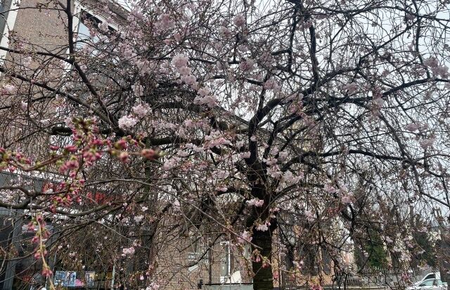 Заморозки не перешкода: в Мукачеві рясно зацвіла "шалена" сакура. Фото