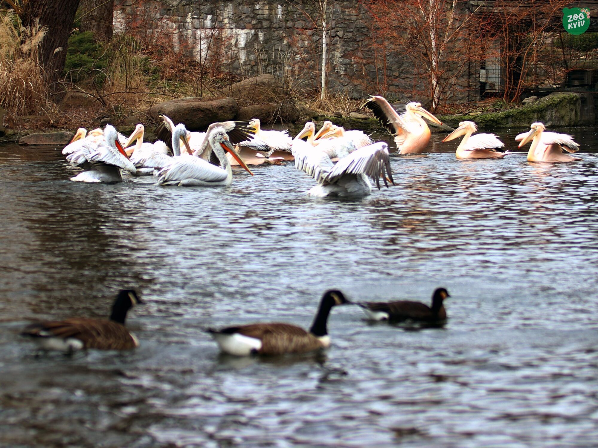 Чиста вода та зони для прийняття сонячних ванн: у Київському зоопарку в озера повернулись пелікани. Фото і відео
