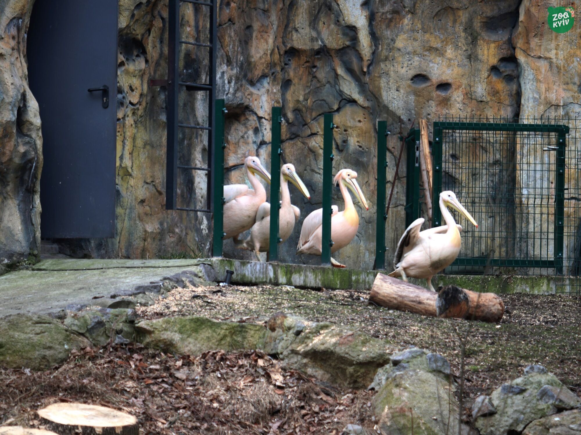 Чиста вода та зони для прийняття сонячних ванн: у Київському зоопарку в озера повернулись пелікани. Фото і відео