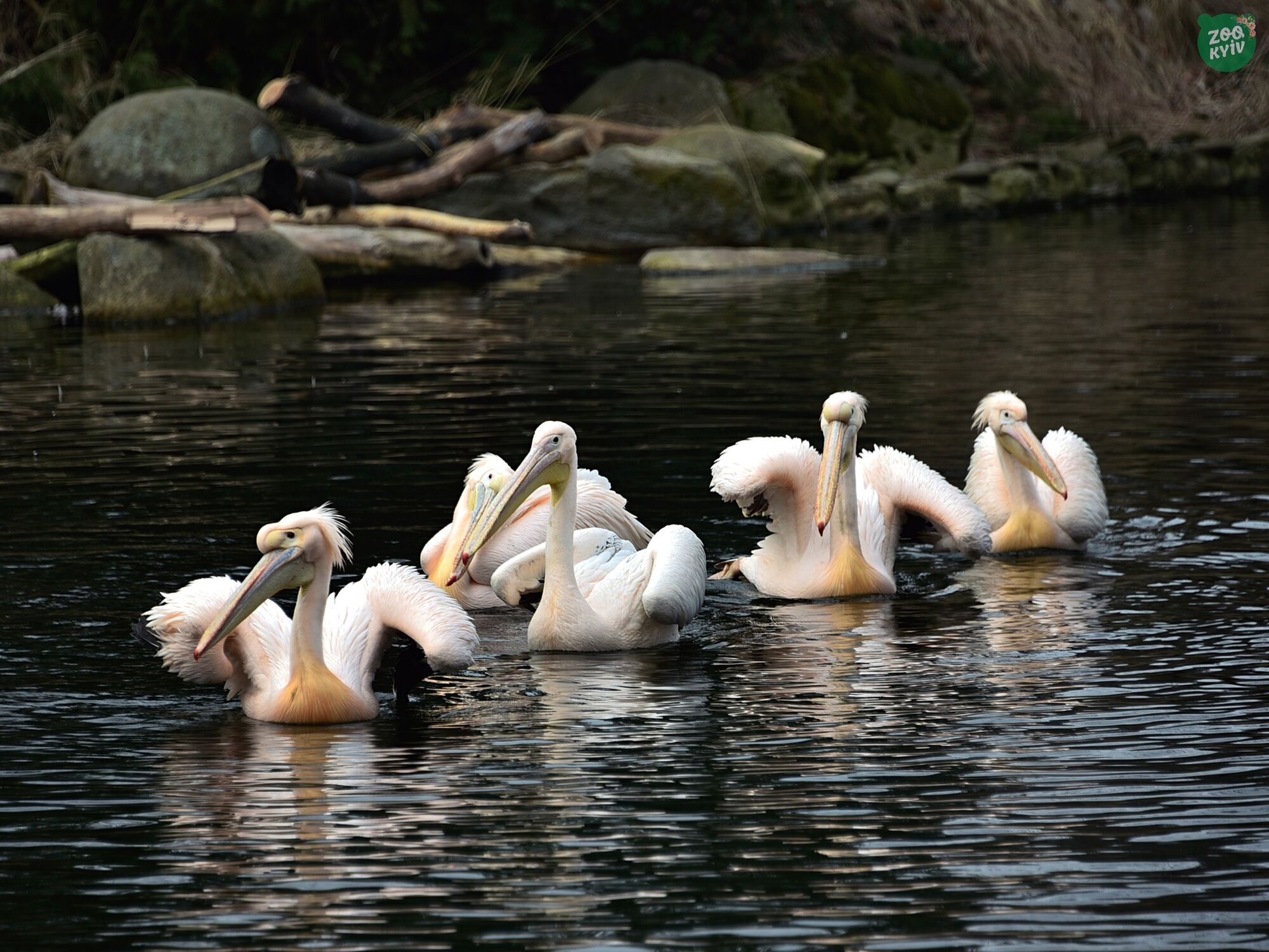 Чистая вода и зоны для принятия солнечных ванн: в Киевском зоопарке в озера вернулись пеликаны. Фото и видео