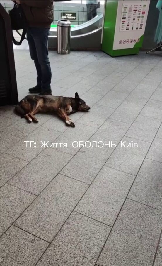 У Києві на Оболоні дві собаки покусали відвідувача ТРЦ: відомо подробиці