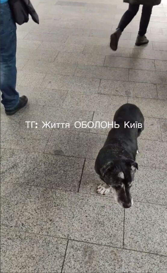 В Киеве на Оболони две собаки покусали посетителя ТРЦ: известны подробности