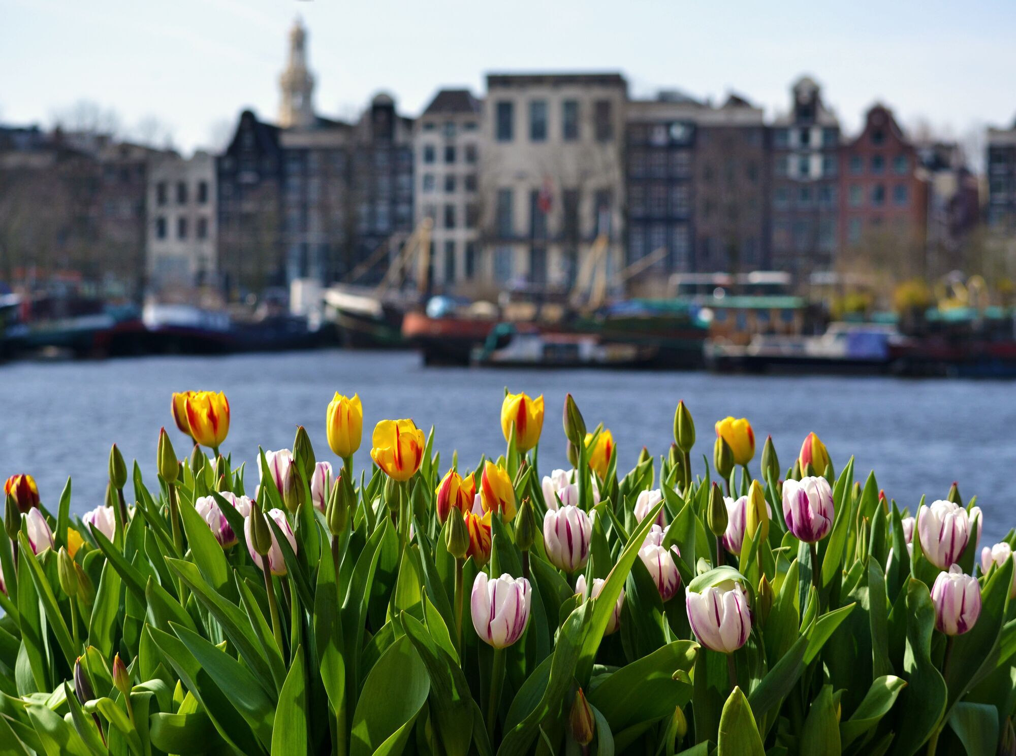 Цветущая Европа: топ городов, куда стоит отправиться этой весной