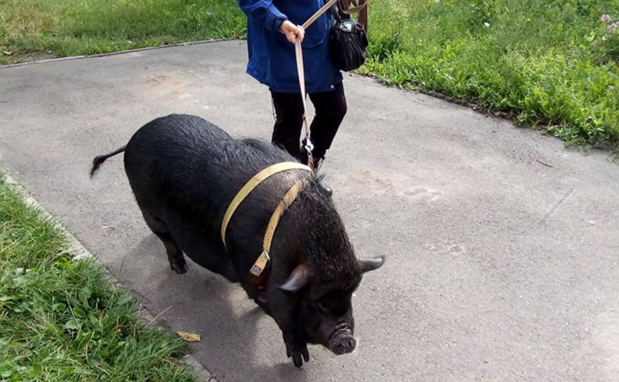 Важить майже 100 кг та має власне місце для сну: у Києві мешканці багатоповерхівки тримають в’єтнамську свиню. Відео