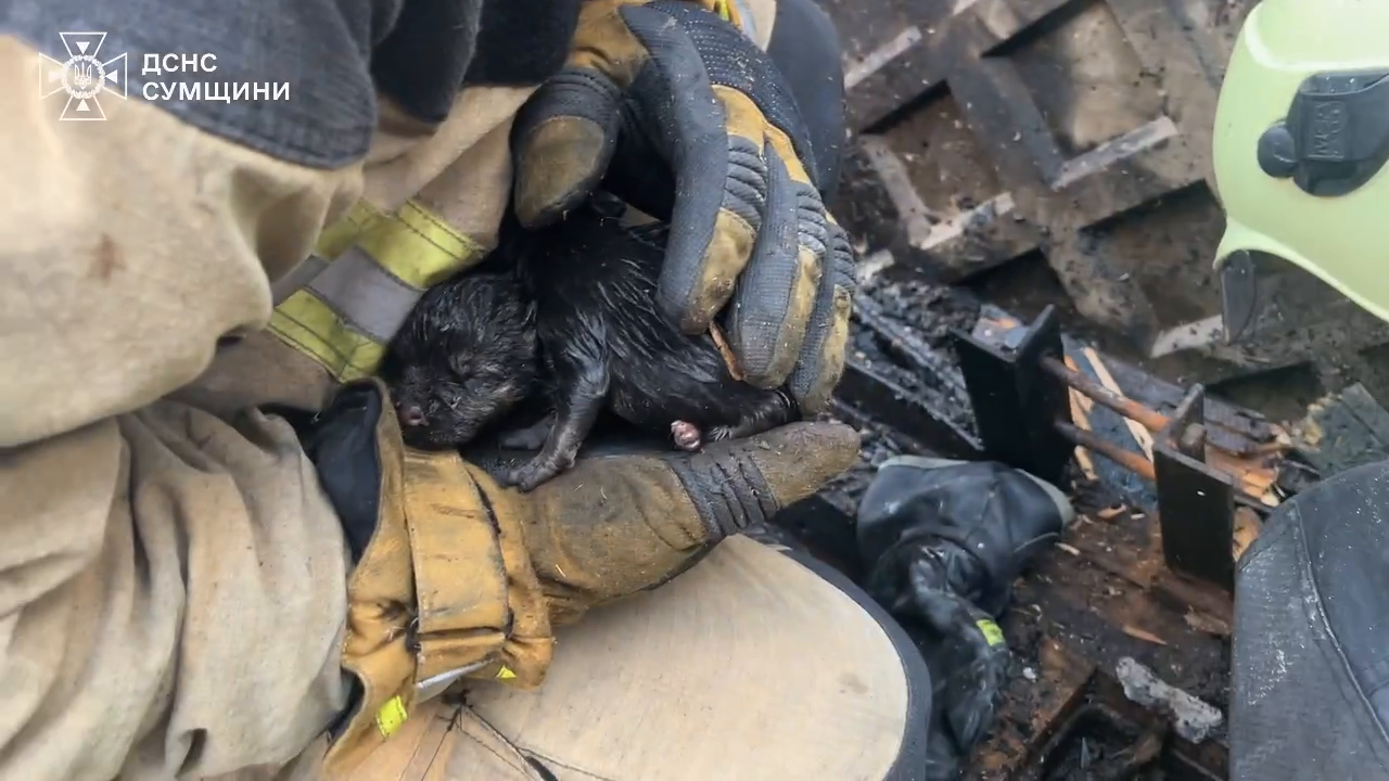 У Сумах рятувальники під час пожежі врятували п'ятьох цуценят: відео зворушило мережу 