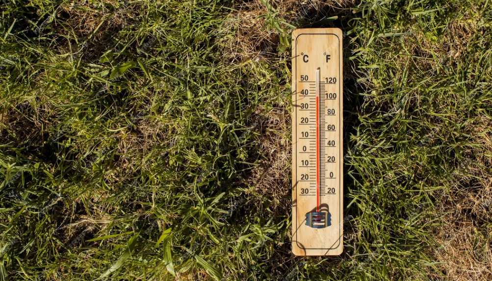 Как проверить температуру почвы перед посадкой овощей: простые способы