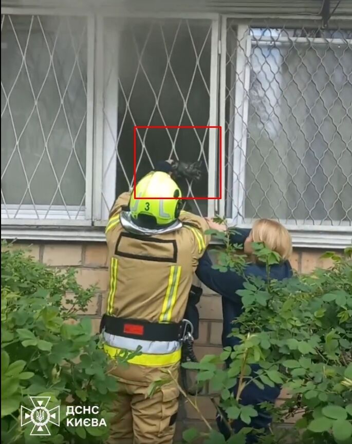 В Киеве во время пожара в квартире погибли 6 животных. Подробности и видео