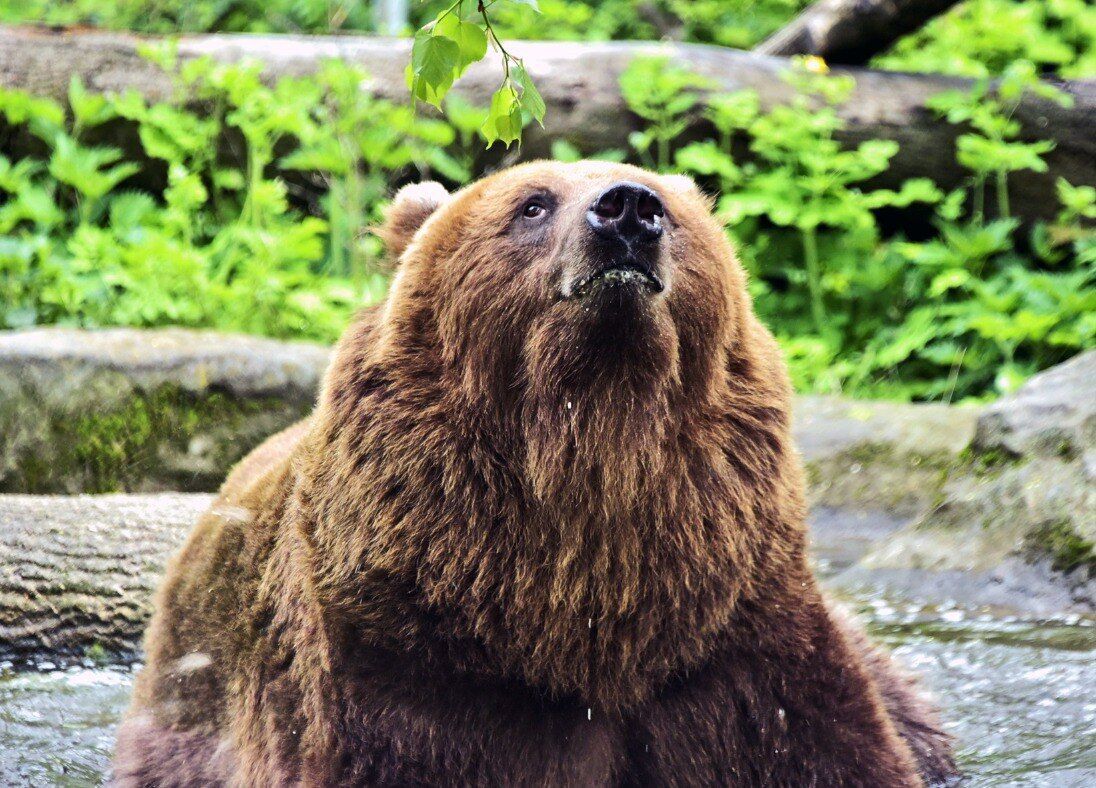Питьевые фонтанчики и гамачки для отдыха: в Киевзоо обновили вольер для медведей. Фото и видео