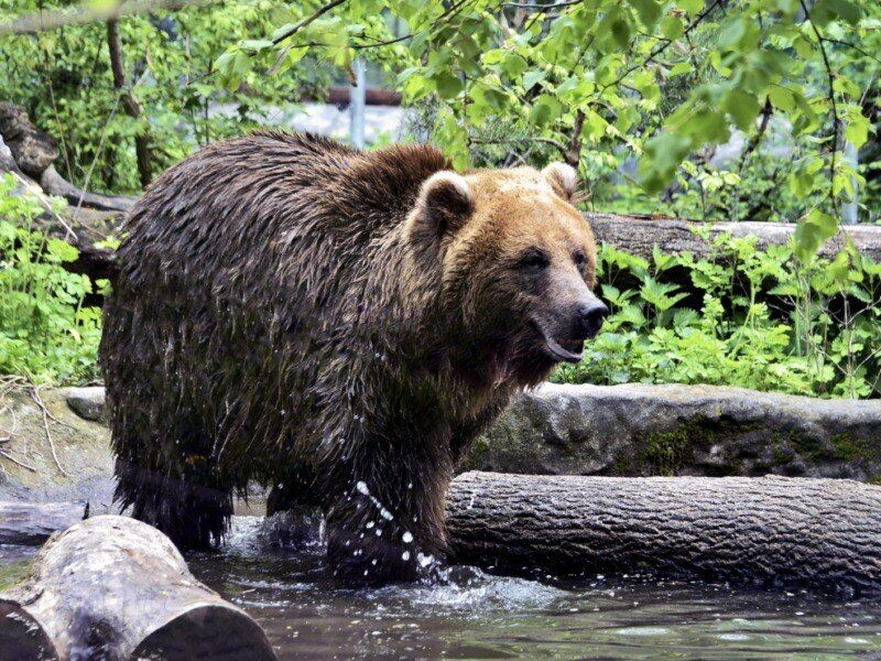 Питьевые фонтанчики и гамачки для отдыха: в Киевзоо обновили вольер для медведей. Фото и видео
