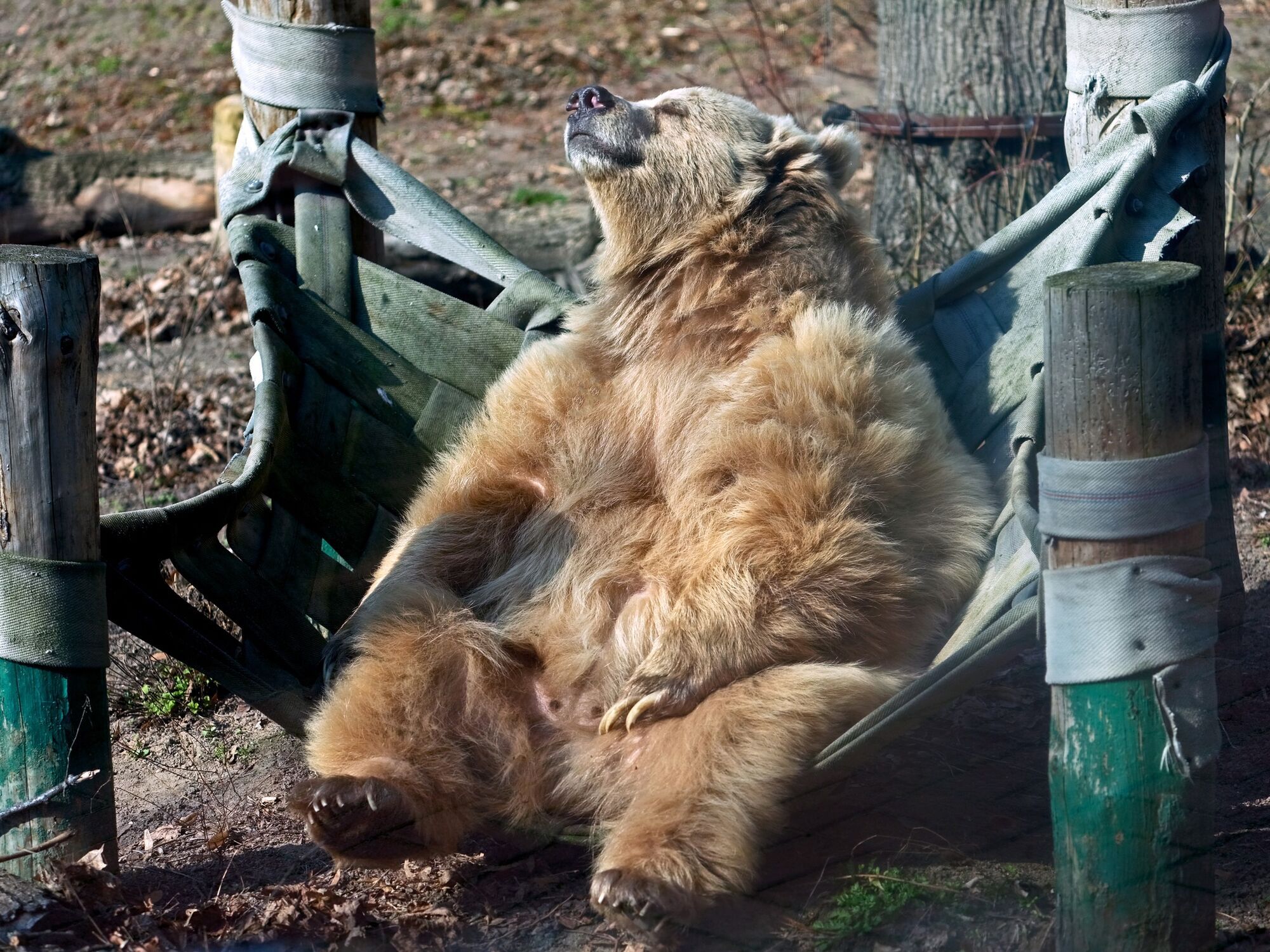 Питні фонтанчики та гамачки для відпочинку: у Київзоо оновили вольєр для ведмедів. Фото і відео