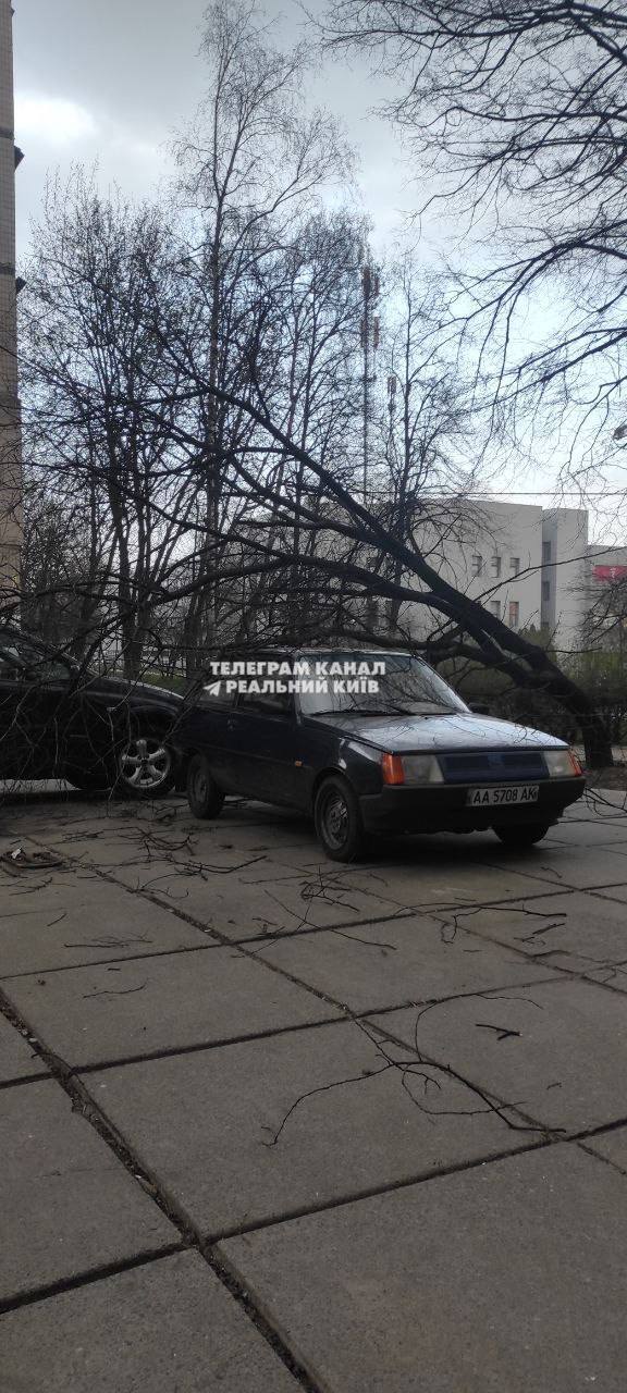 В Киеве упало дерево