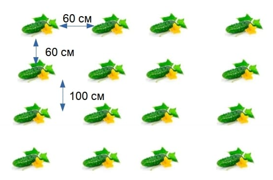 На каком расстоянии сажают огурцы в теплице и в огороде: секреты богатого урожая
