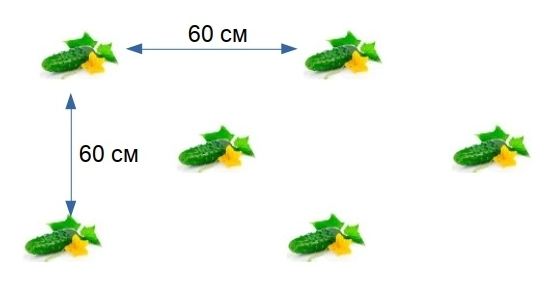 На каком расстоянии сажают огурцы в теплице и в огороде: секреты богатого урожая