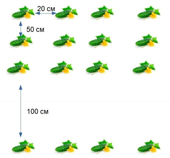 На каком расстоянии сажают огурцы в теплице и в огороде: секреты богатого урожая