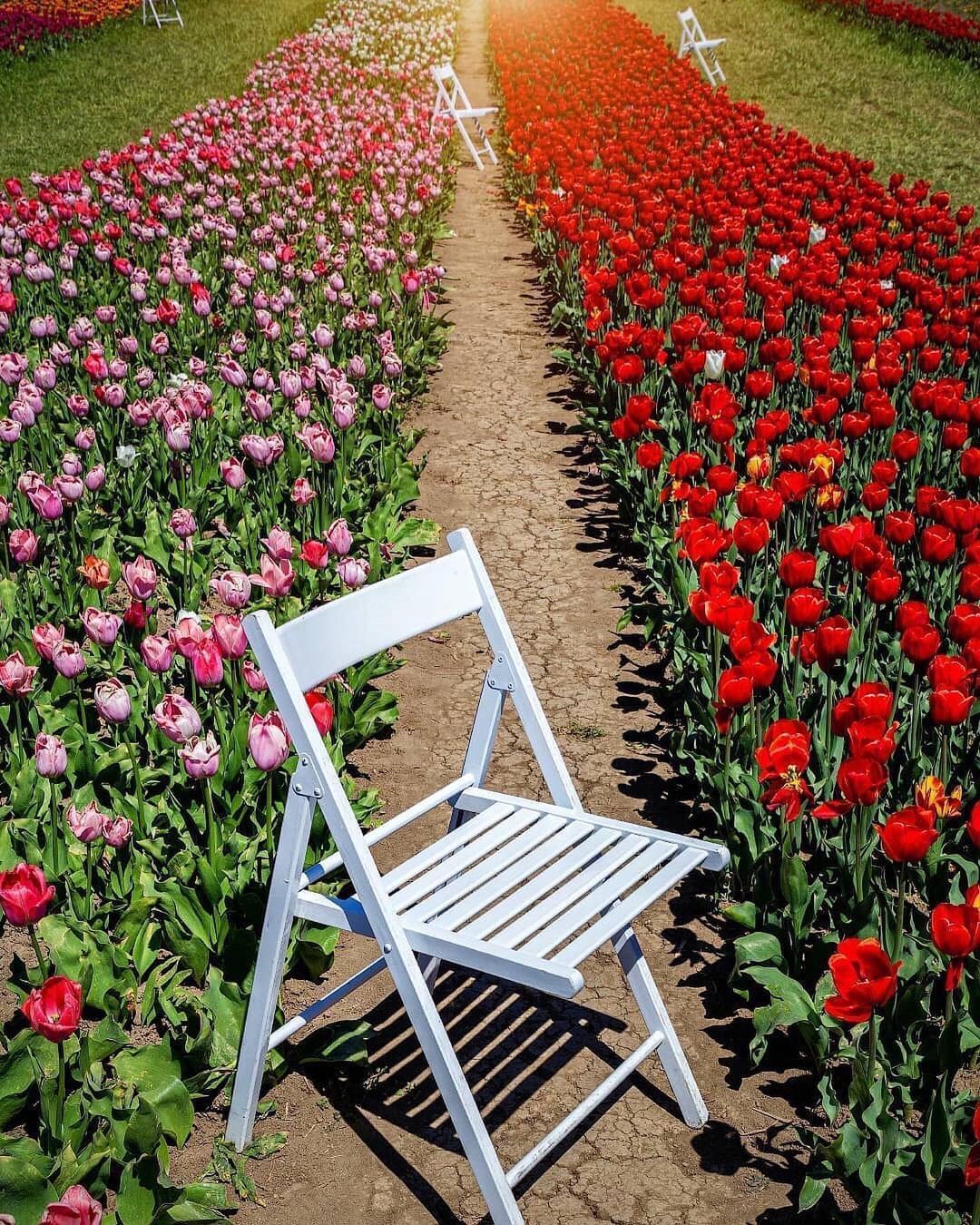 "Українська Голландія": топ парків, де можна помилуватися цвітінням квітів