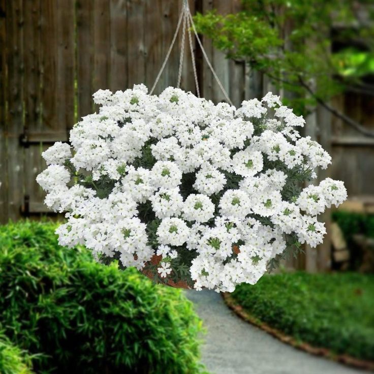 Как украсить двор на зависть всем соседям: лучшие цветы для подвесных горшков