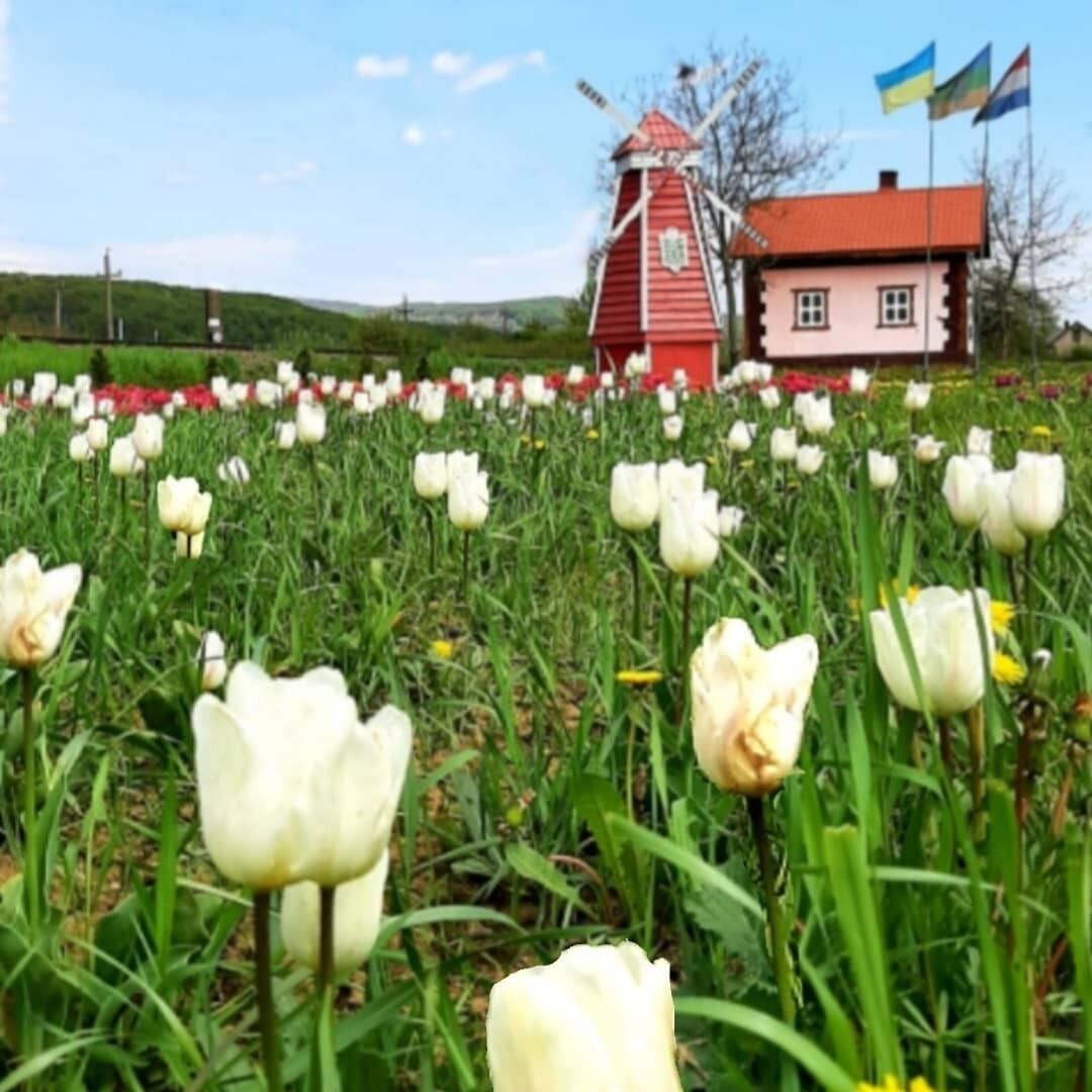 "Українська Голландія": топ парків, де можна помилуватися цвітінням квітів