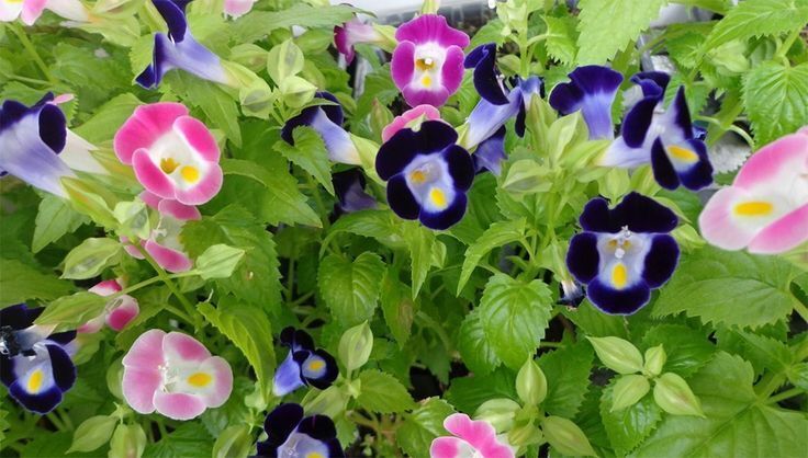 Як прикрасити подвір’я на заздрість усім сусідам: найкращі квіти для підвісних горщиків