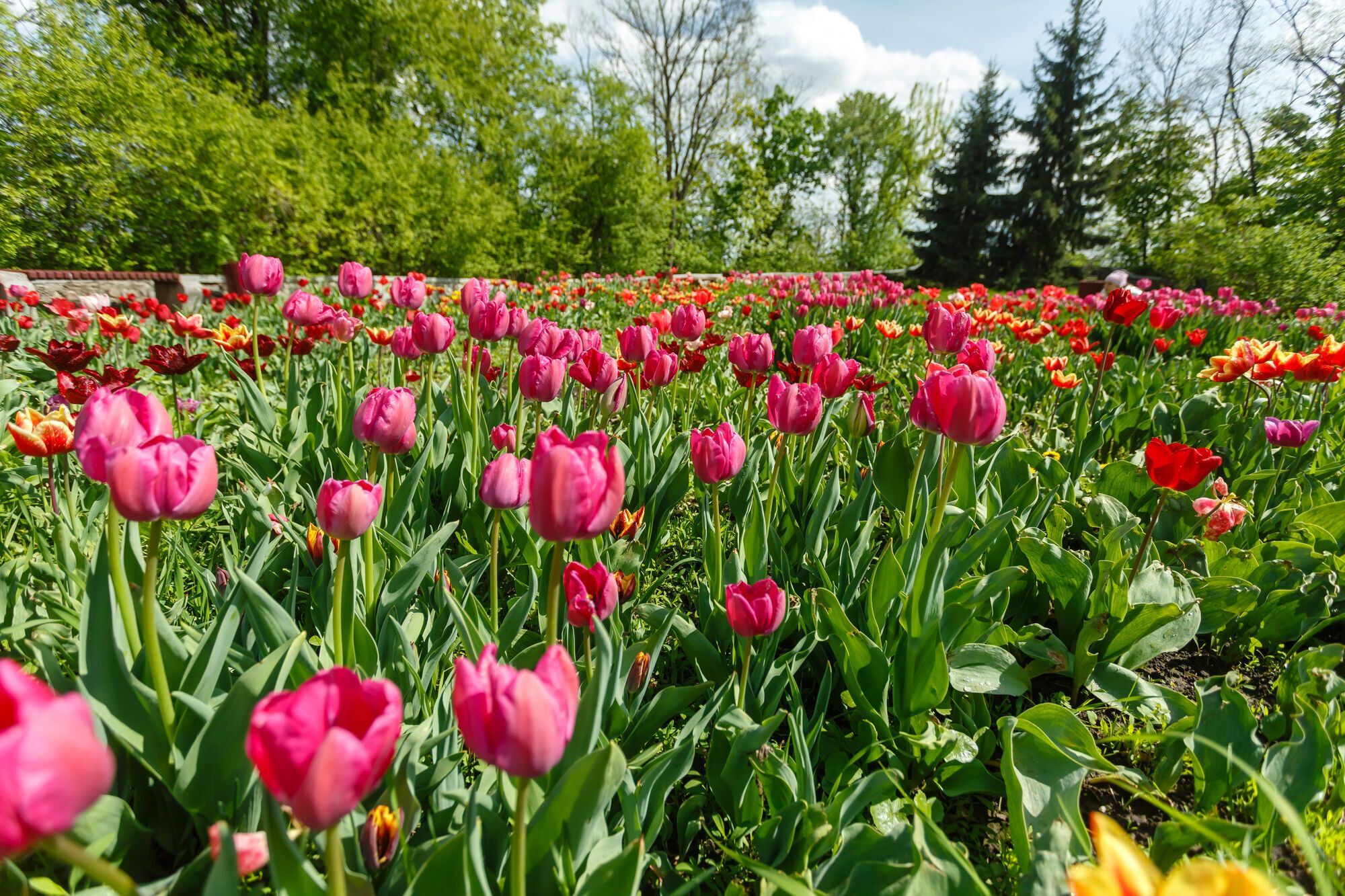Весна на Співочому: в столичному парку відкриється сезонна виставка квітів