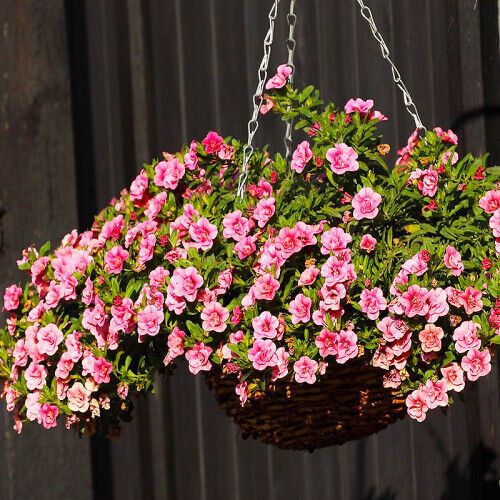 Как украсить двор на зависть всем соседям: лучшие цветы для подвесных горшков