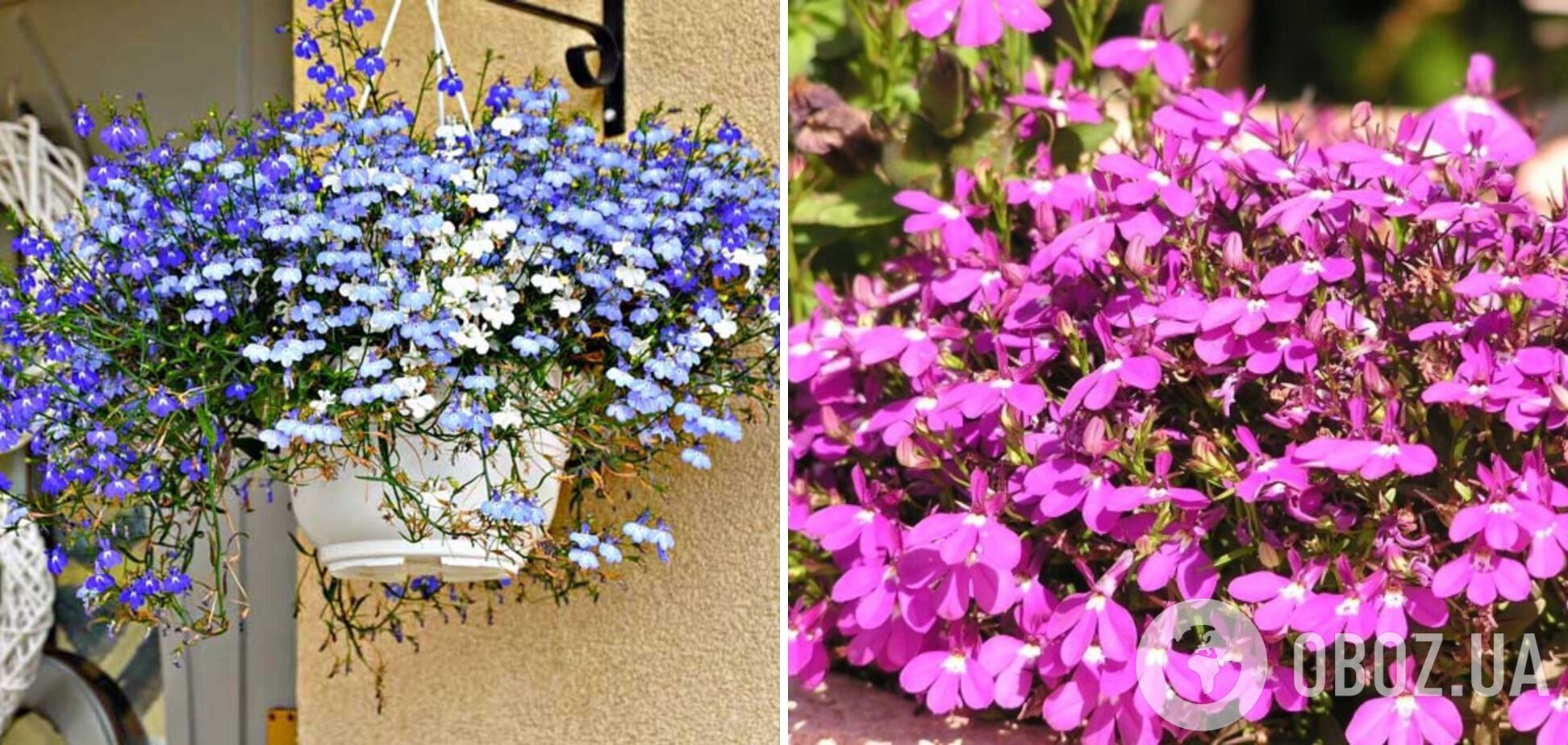 Як прикрасити подвір’я на заздрість усім сусідам: найкращі квіти для підвісних горщиків