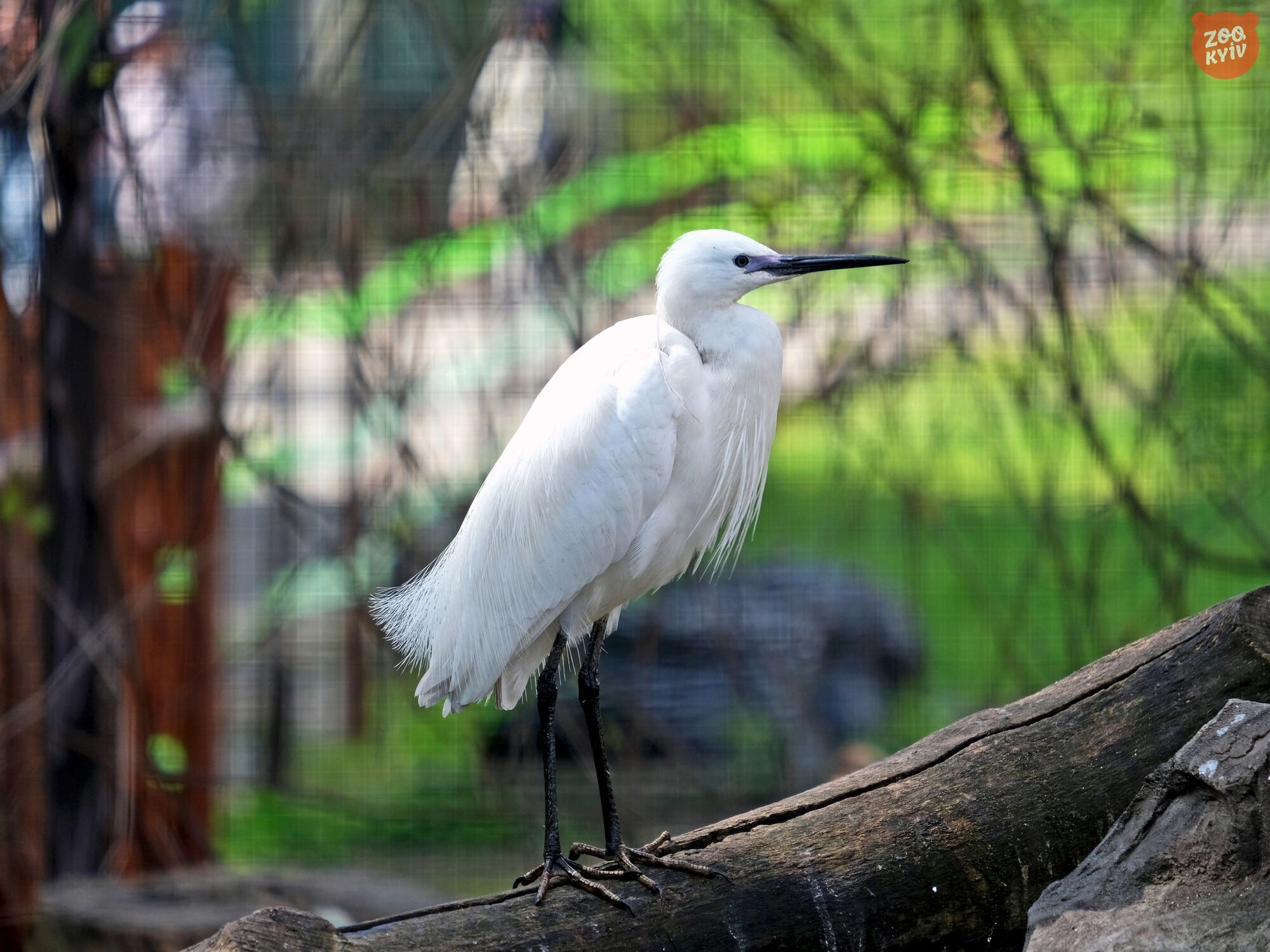 Відтворено натуральне середовище: у зоопарку Києва до нового літнього вольєру переїхали екзотичні птахи. Фото і відео