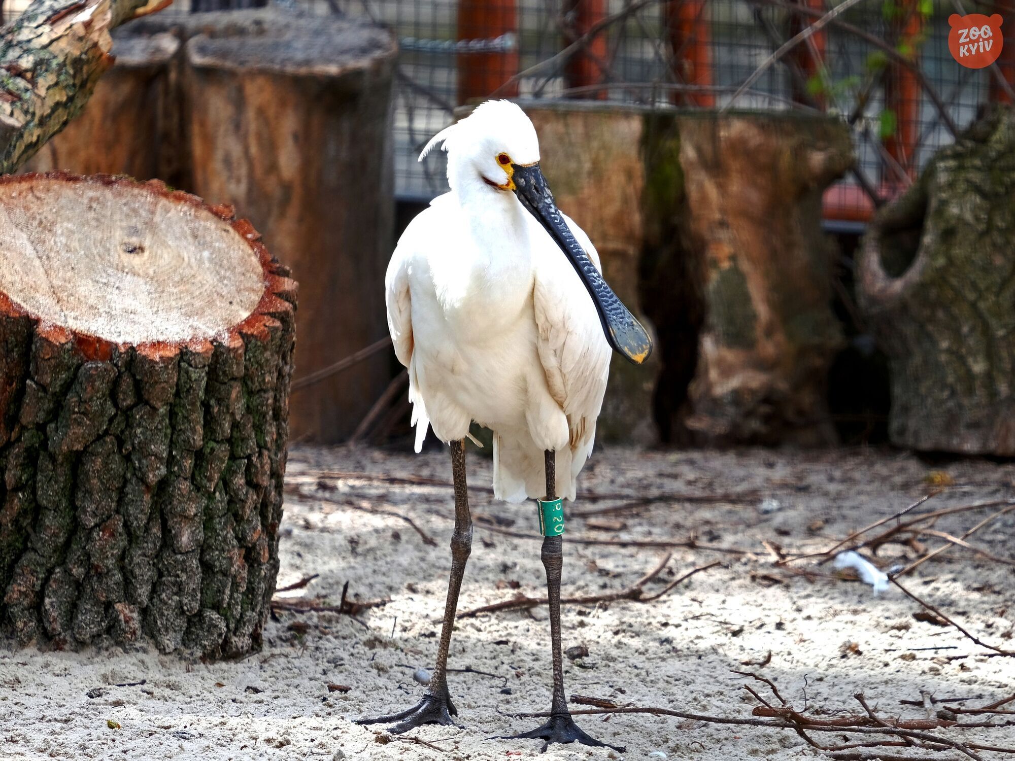 Відтворено натуральне середовище: у зоопарку Києва до нового літнього вольєру переїхали екзотичні птахи. Фото і відео