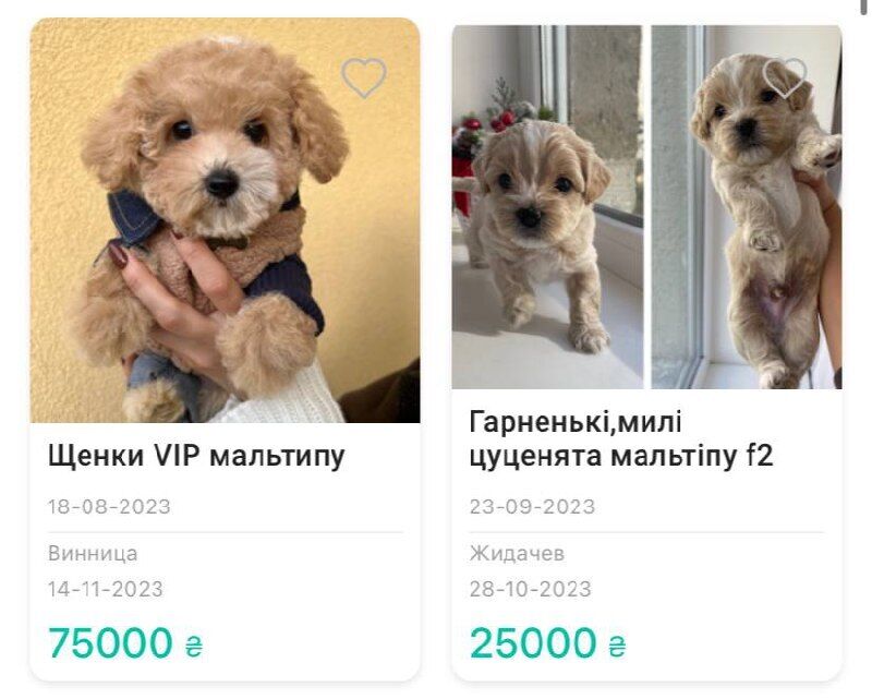 Цены на мальтипу на сайте для продажи собак