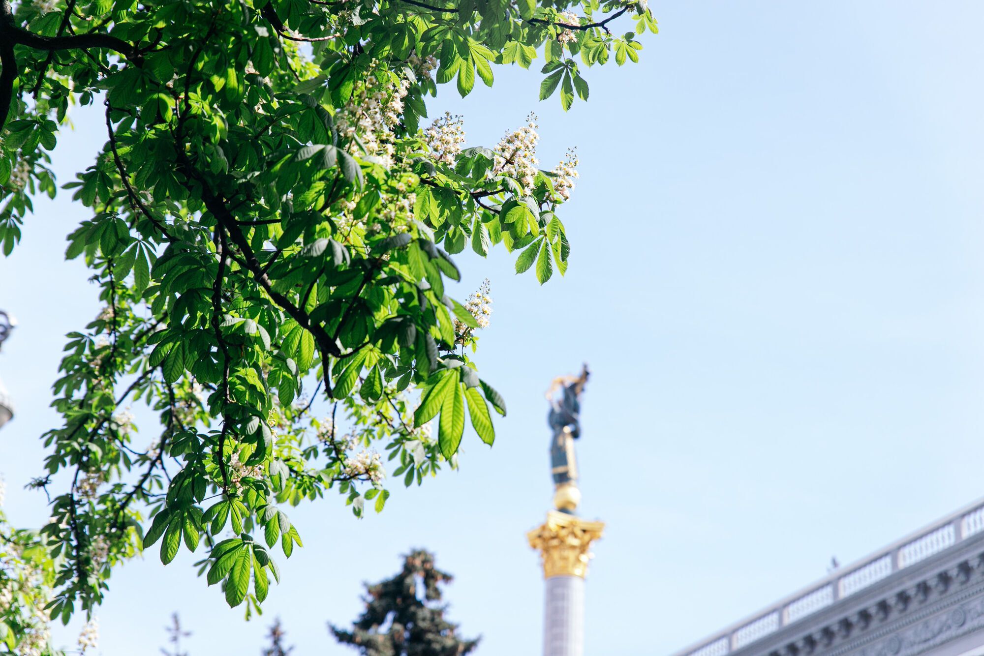 В Киеве зацвели каштаны: фантастические фото города. Фото