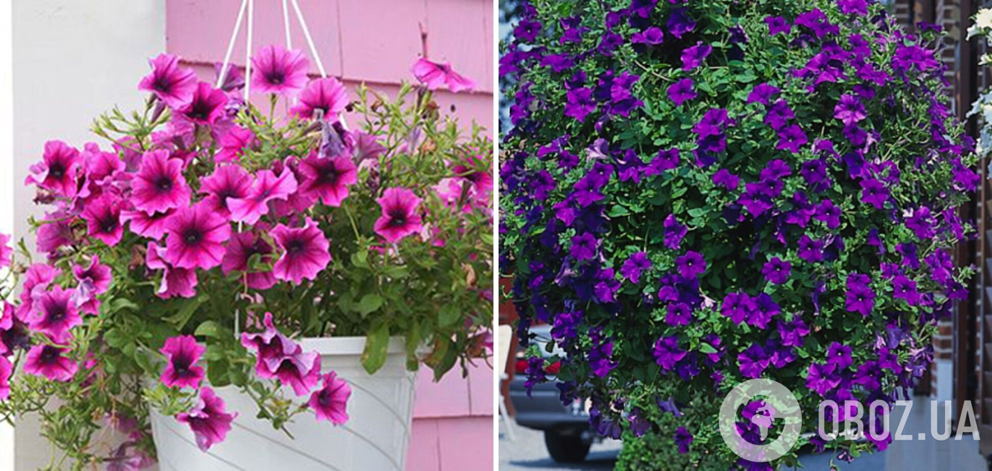 Які петунії краще посадити на балконі: як правильно доглядати за квітами