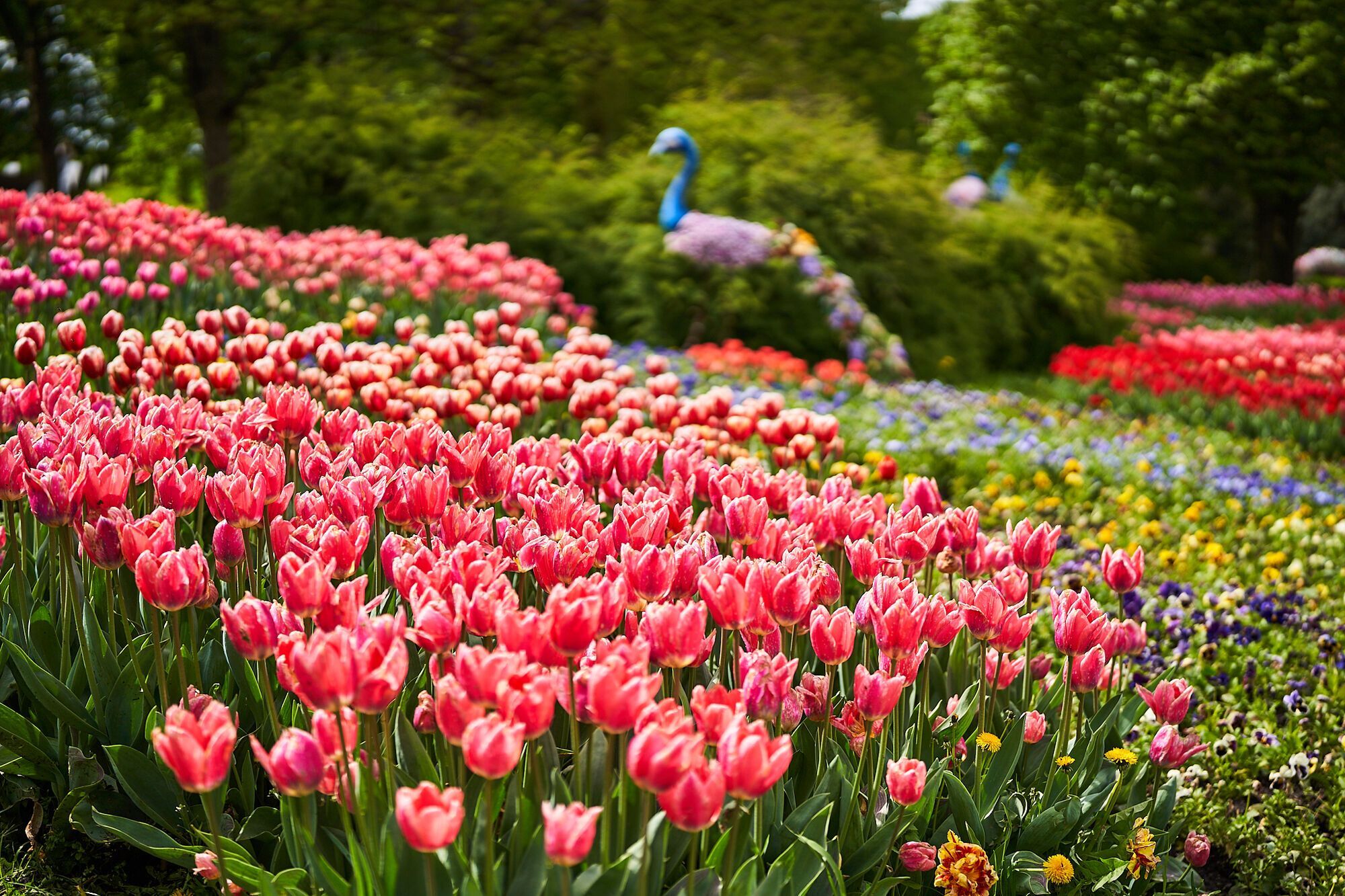 Весняний сезон розпочато: у парку Співоче відкрилась виставка квітів