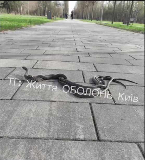 Весна пришла: в Киеве в парке "Муромец" заметили целый клубок змей. Видео