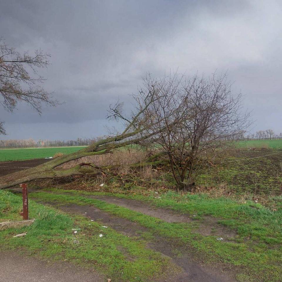 Вітер валив дерева і зривав шифер: у ДСНС розповіли про наслідки негоди на Київщині. Фото і відео